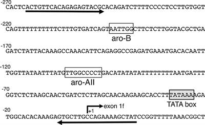 ARP-1 Regulates the Transcriptional Activity of the Aromatase Gene in the Mouse Brain